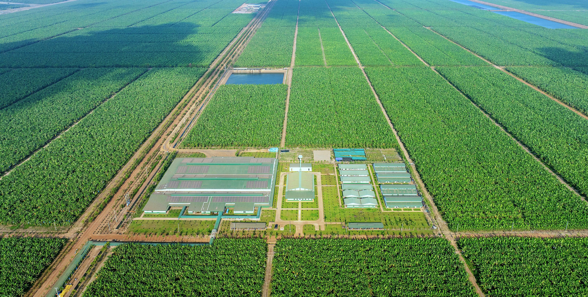 Một xí nghiệp chuối của THACO AGRI