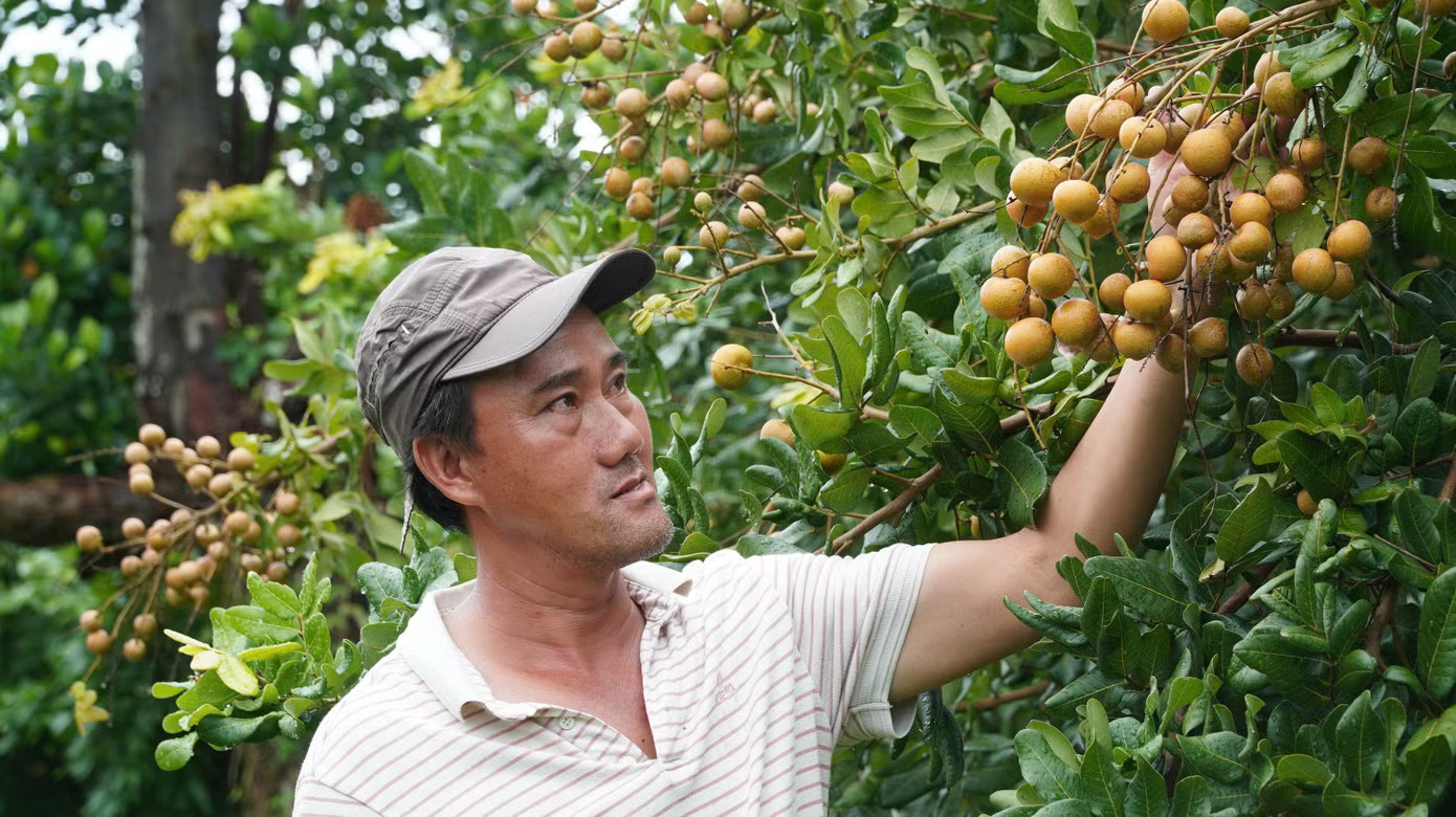 Loại nhãn có vị mặn được thương lái lùng mua tận gốc - Ảnh 7.