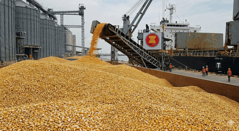 Thái Lan bất ngờ ‘hủy kèo’ mua 600.000 tấn ngô từ ASEAN chỉ sau 3 ngày: Chuyện gì đã xảy ra?
