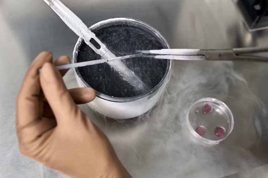 Nghị sĩ Nga cho rằng có thể chấp nhận IVF nếu không sàng lọc phôi, tức là không hủy bỏ những trứng đã thụ tinh. Ảnh minh họa: Shutterstock. Nghị sĩ Nga đề nghị dùng AI để ‘nhử mồi’ tội phạm ấu dâm, xử lý cả người mua dâm, coi phá thai là án tử hình - Ảnh 3.