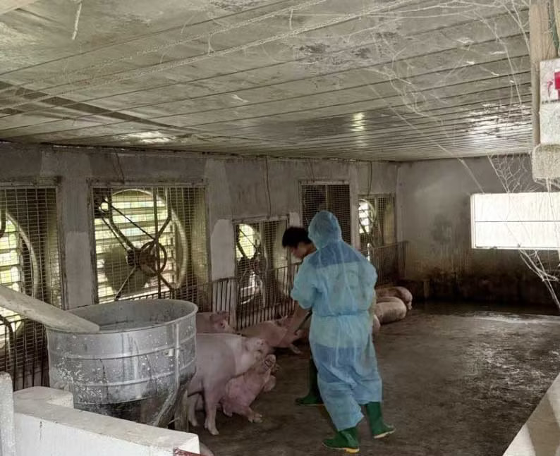 Lực lượng chức năng phát hiện trang trại chăn nuôi lợn nhiễm dịch tả lợn Châu Phi. Một trang trại ở Phú Thọ tiêu hủy gần 1.900 con lợn vì dịch tả châu Phi - Ảnh 1.