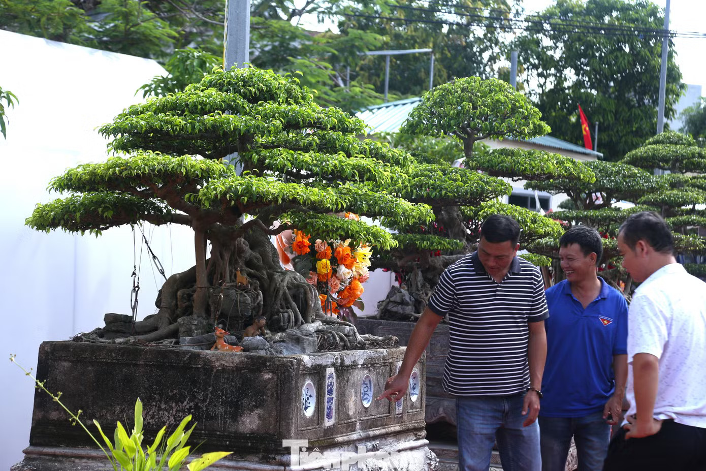 Triển lãm còn có nhiều tác phẩm sanh mang các dáng thế khác nhau như thác đổ, trực, hoành... với thân cây uốn lượn, bộ rễ già nua và tán lá được cắt tỉa công phu. Cận cảnh cây sanh 'Đại lộc' được trả giá 2 triệu USD - Ảnh 6.