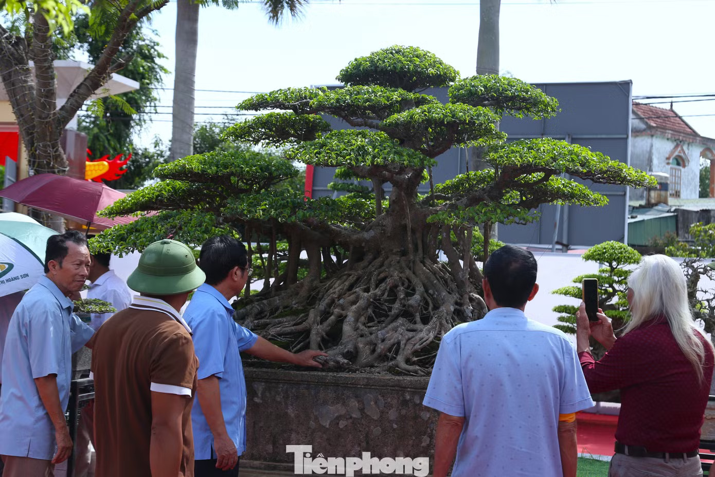 Không chỉ “Đại lộc”, ông Công còn đưa tới triển lãm một cây sanh cổ khác cũng được cho là khoảng 100 năm tuổi, mang dáng trực hoành. Tác phẩm từng được một người chơi cây ngỏ ý trả 1 triệu USD. “Giá trị của những cây cổ thụ không chỉ nằm ở mức giá được trả mà còn ở tuổi đời, thế cây, công sức chăm sóc và câu chuyện được bồi đắp qua nhiều năm tháng”, ông Công chia sẻ. Cận cảnh cây sanh 'Đại lộc' được trả giá 2 triệu USD - Ảnh 5.