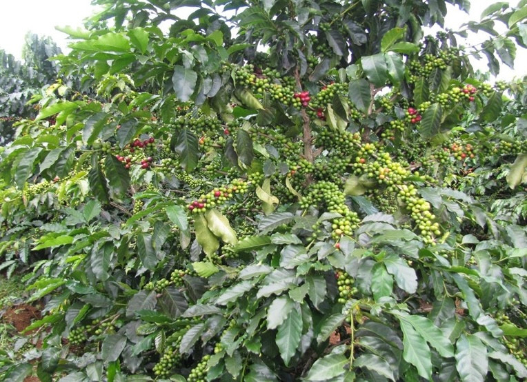 anh-minh-hoa-1.jpg