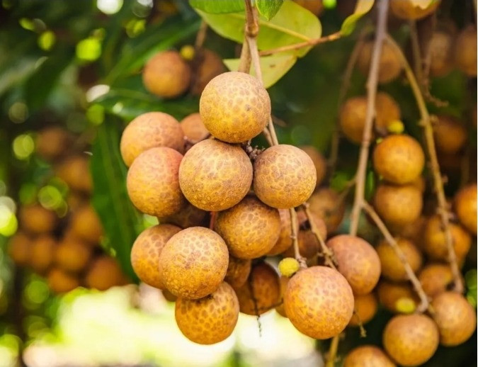 nhan-lai-vai-1.jpg