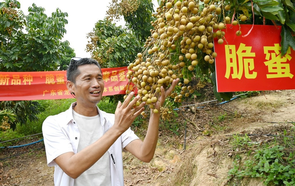 nhan-lai-vai-2.jpg