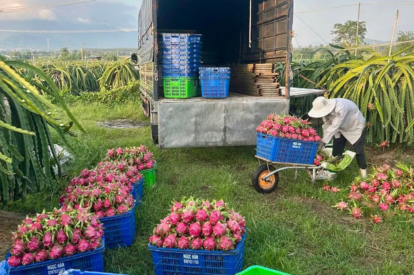 Giá thanh long Lâm Đồng chỉ còn vài nghìn đồng/kg. Giá thanh long 'lao dốc không phanh' - Ảnh 1.