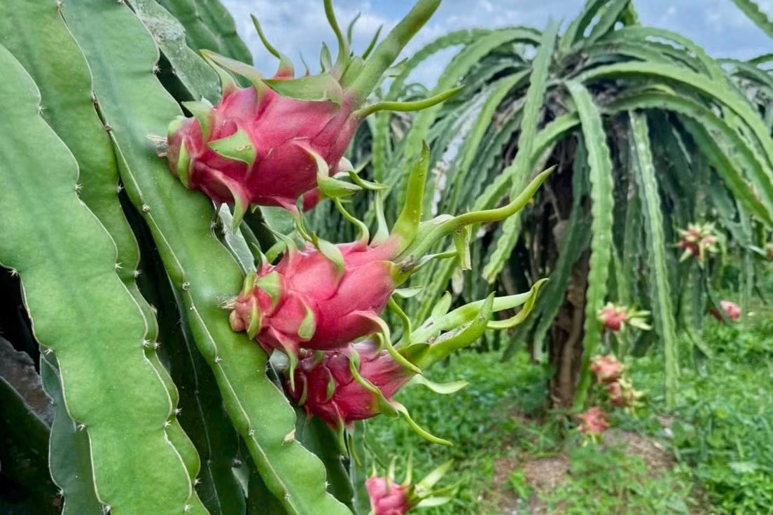 Giá thanh long lao dốc, nhà vườn chỉ còn Giá thanh long 'lao dốc không phanh' - Ảnh 4.