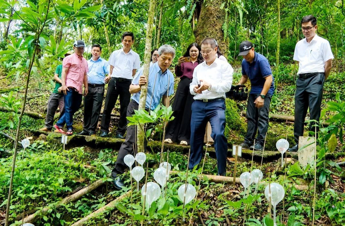tran-ba-duong-sam-ngoc-linh-2.jpg
