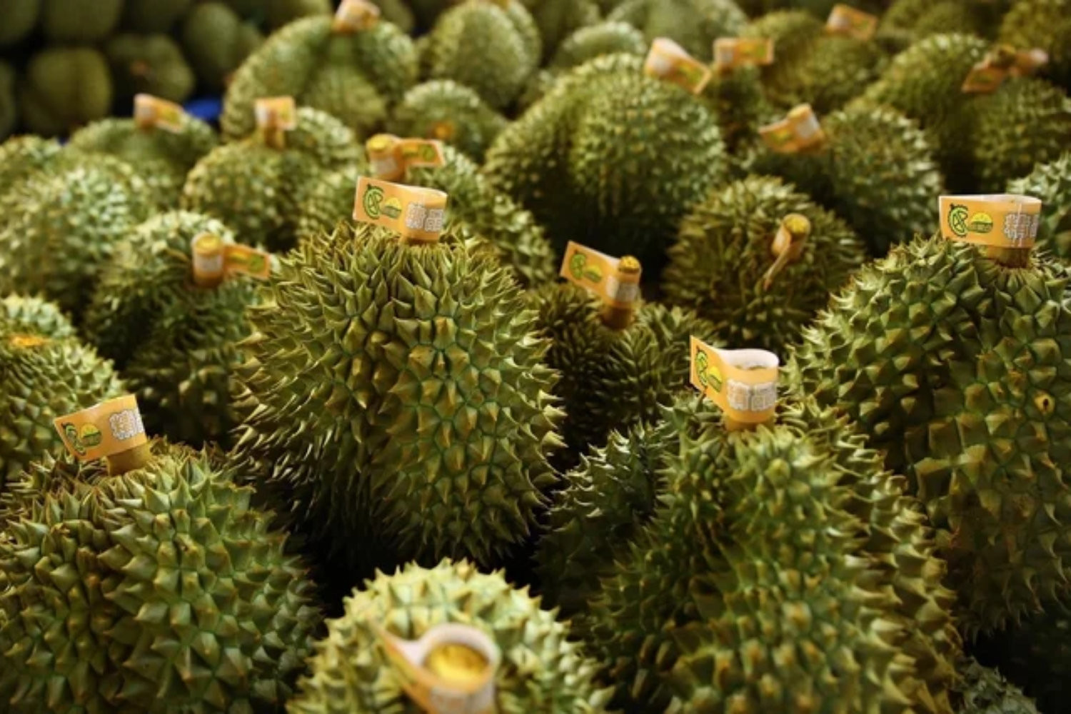 Sầu riêng xuất khẩu
