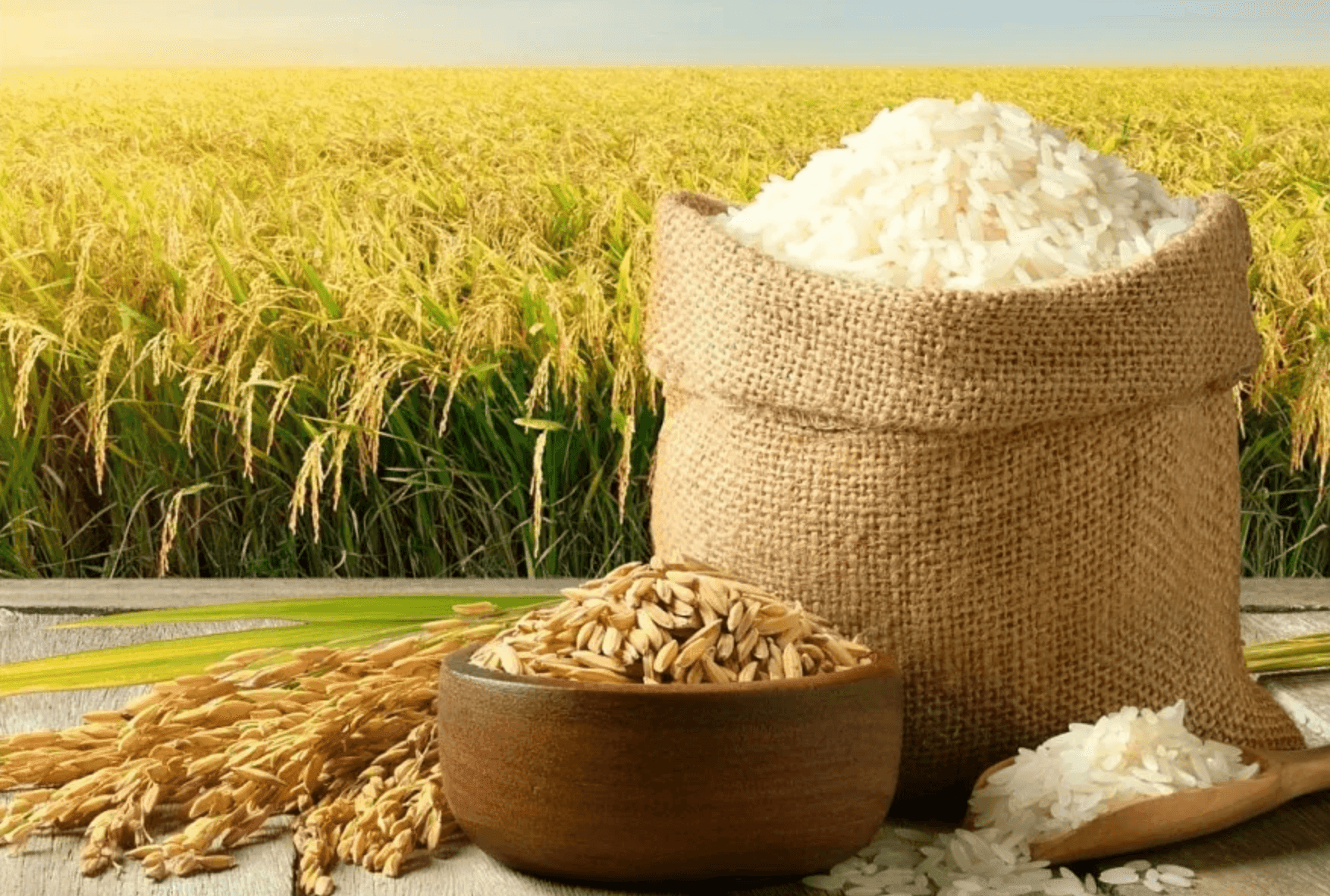 Bên trong 'ông lớn' lương thực doanh thu 25.400 tỷ: Xuất khẩu 626 triệu USD, một công ty con thu hơn 8.200 tỷ đồng