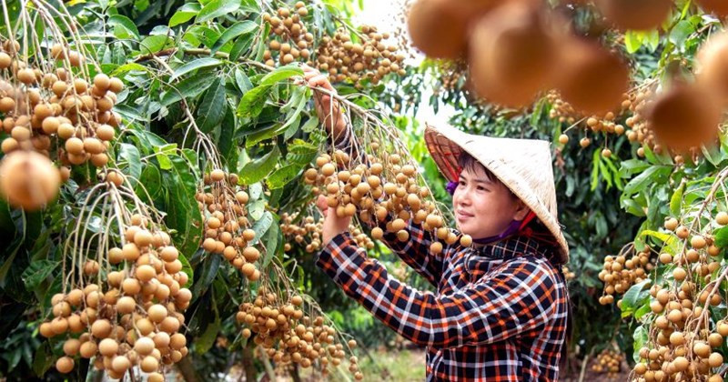Nhãn VN