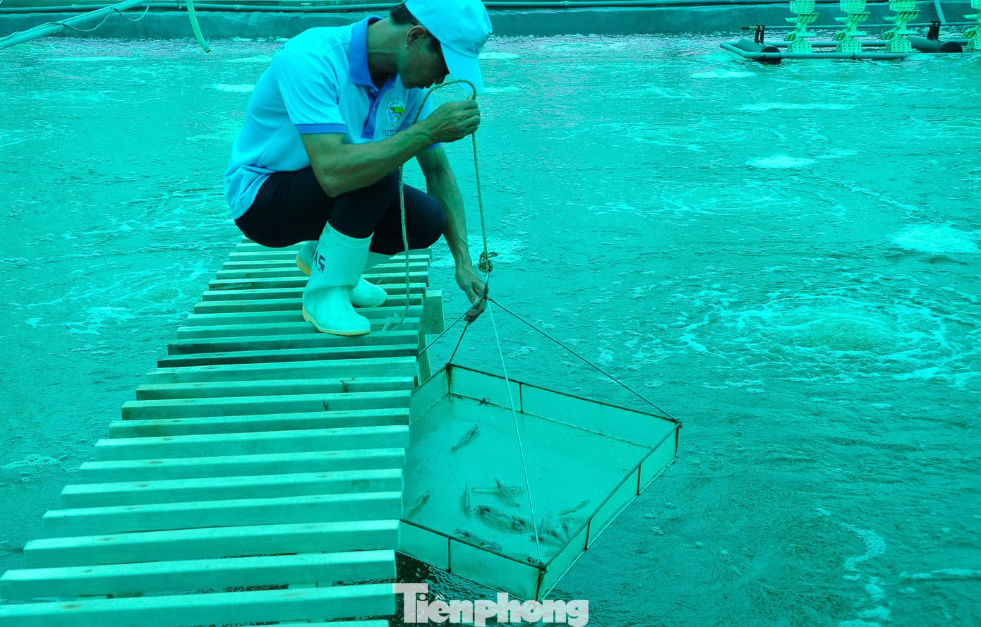 Việt Nam thuộc nhóm 4 nước sản xuất tôm lớn nhất thế giới, thứ 3 về giá trị xuất khẩu. Ngành xuất khẩu hàng tỷ USD trước áp lực môi trường, biến đổi khí hậu - Ảnh 2.