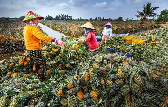 nong-dan-thu-hoach-khom-1838-1653737738.jpg