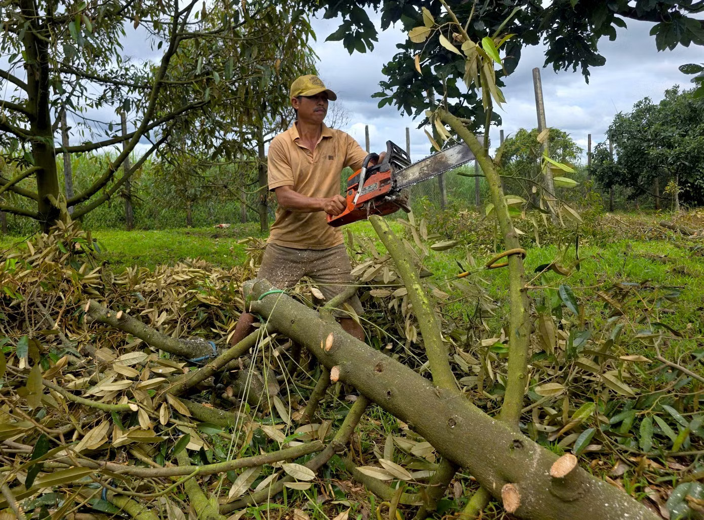 Sầu riêng Gia Lai chết hàng loạt - Ảnh 5.
