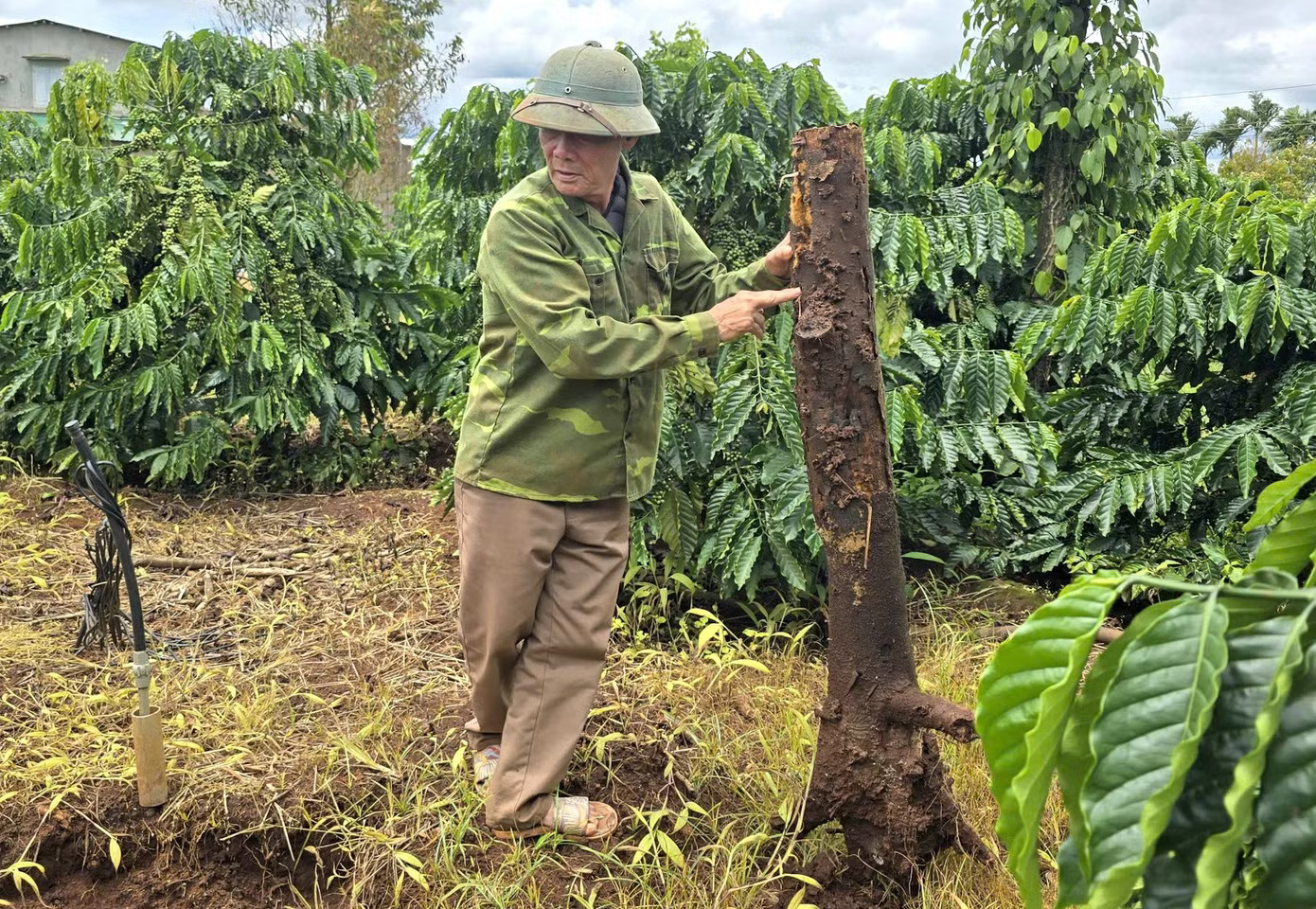 Sầu riêng Gia Lai chết hàng loạt - Ảnh 10.