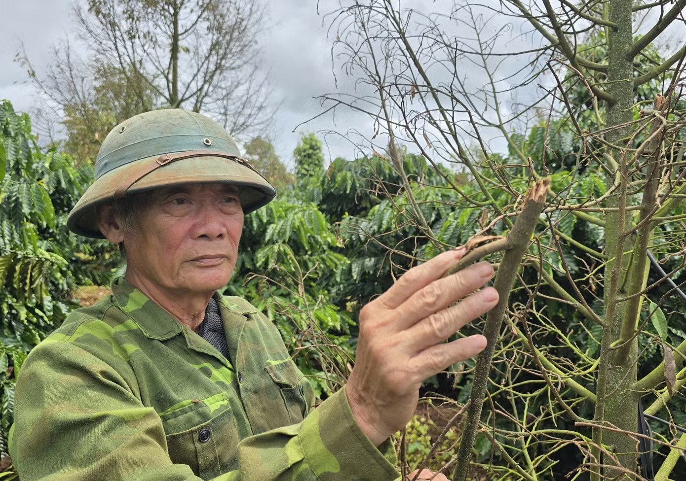 Sầu riêng Gia Lai chết hàng loạt - Ảnh 4.