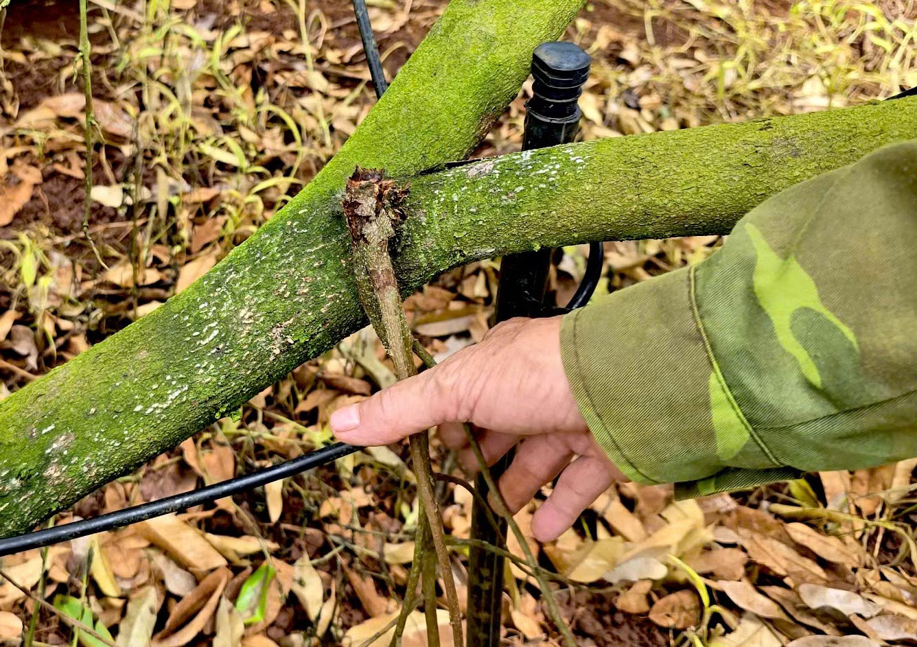 Sầu riêng Gia Lai chết hàng loạt - Ảnh 9.