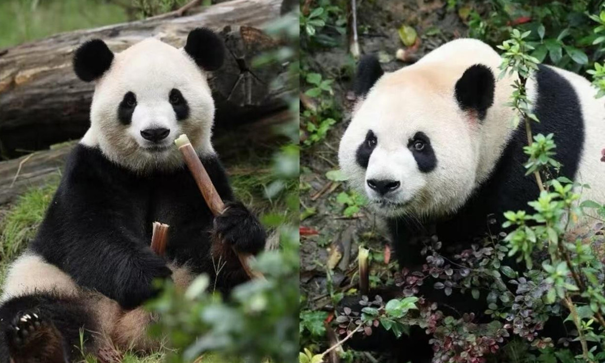 www.globaltimes.cn-portals-0-attachment-2026-2026-04-15-_fa4bc2bd-fd10-491b-b45c-27c4efd79850.jpeg