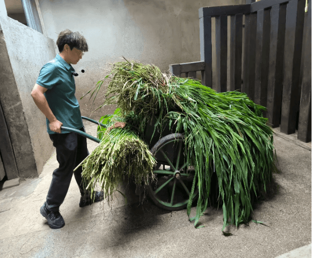 Hu Vũ Lỗi cho hà mã ăn cỏ. Ảnh: Cửu Phái Tin tức/Zeng Yiting.