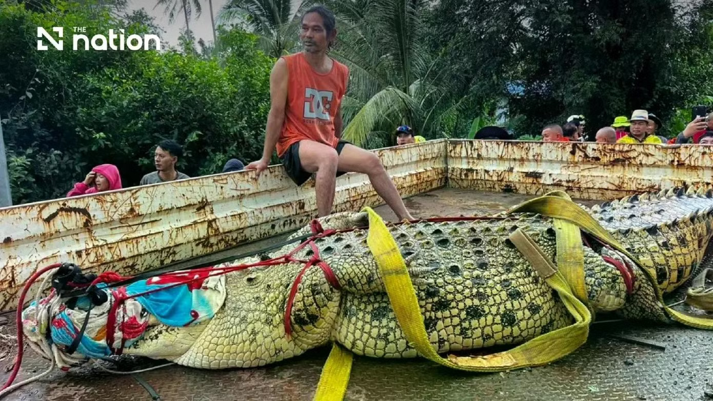 Thái Lan: Cá sấu khổng lồ nặng 400 kg được 'sơ tán' khỏi ngôi chùa ngập nước - Ảnh 1.