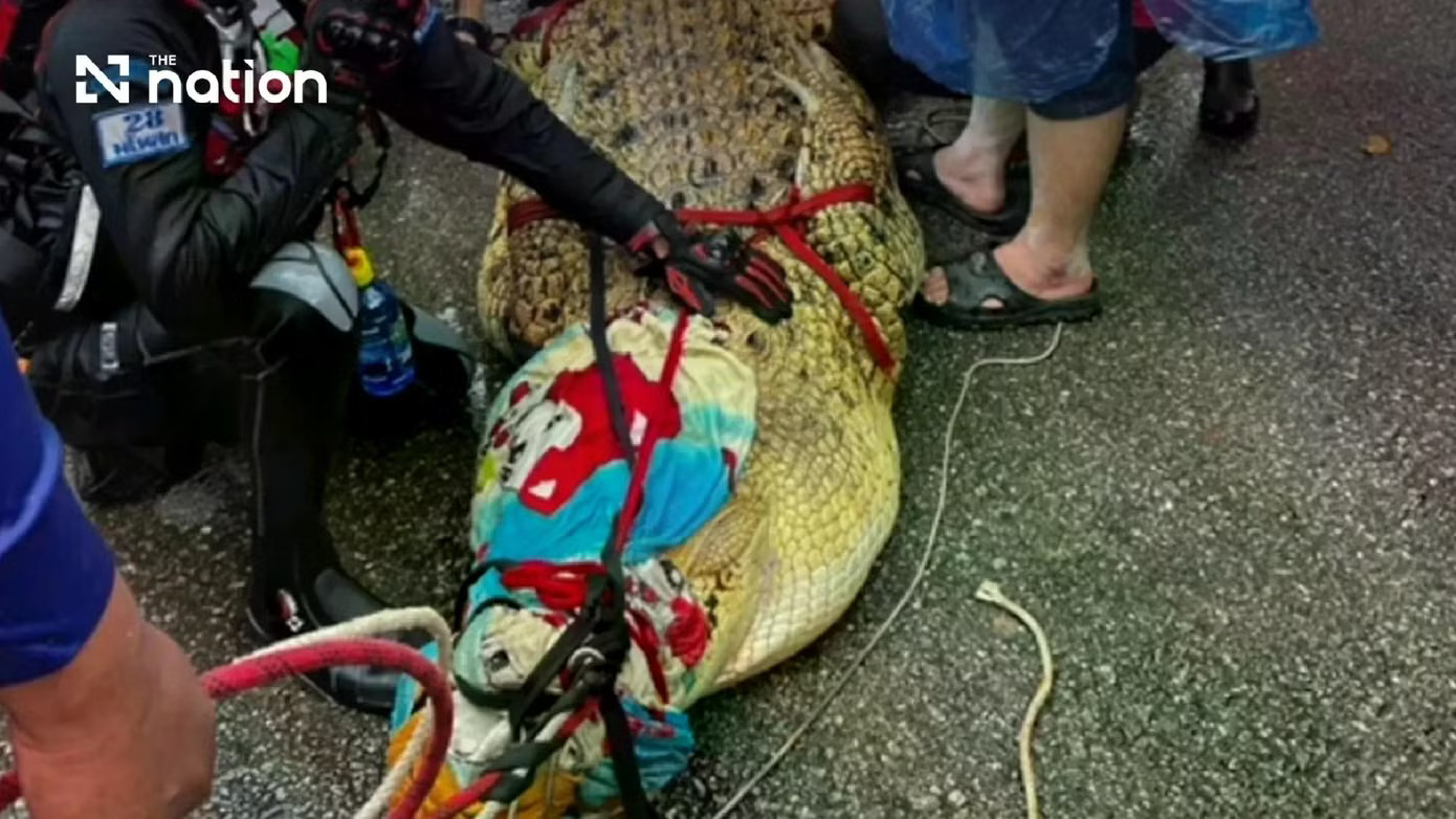 Thái Lan: Cá sấu khổng lồ nặng 400 kg được 'sơ tán' khỏi ngôi chùa ngập nước - Ảnh 3.