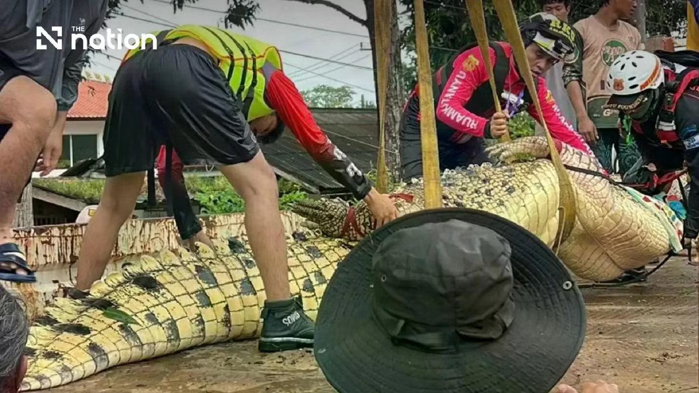 Thái Lan: Cá sấu khổng lồ nặng 400 kg được 'sơ tán' khỏi ngôi chùa ngập nước - Ảnh 2.