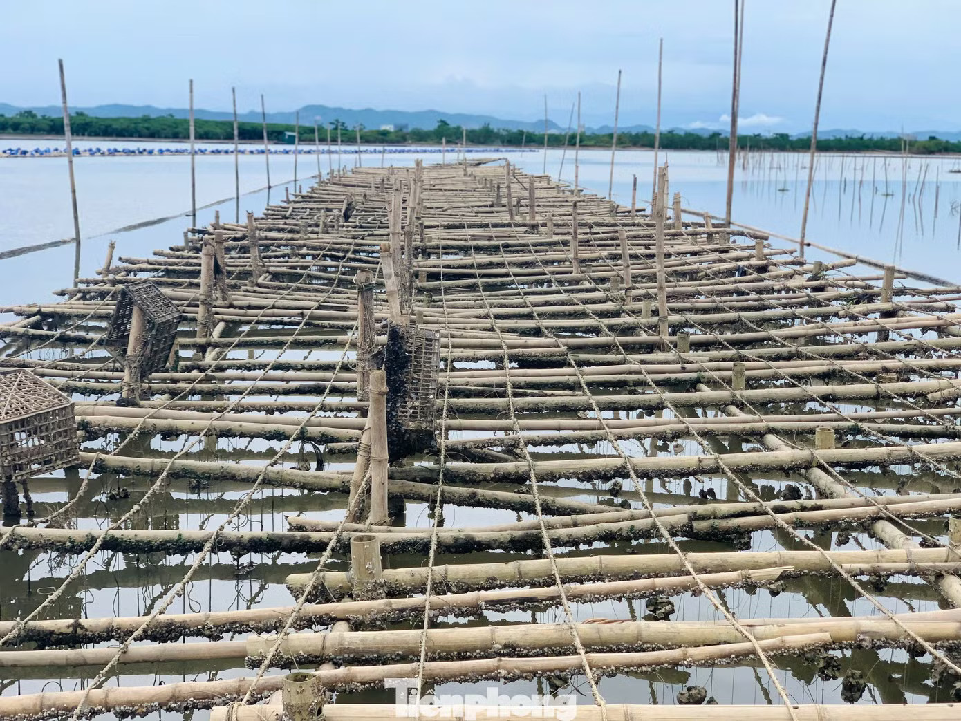 'Hái ra tiền' với nghề thả dây trên sông cho hàu bám - Ảnh 2.