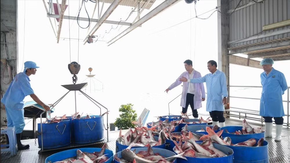 Nhiều thiếu sót về chống khai thác thủy sản bất hợp pháp tại Vĩnh Long - Ảnh 2.