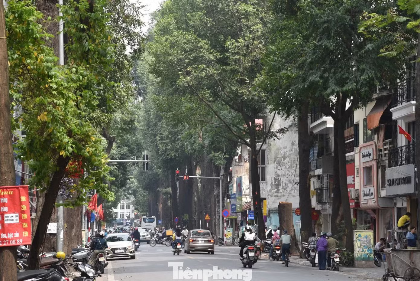 Mỗi tuyến phố Hà Nội sẽ có loài cây xanh chủ đạo - Ảnh 1.