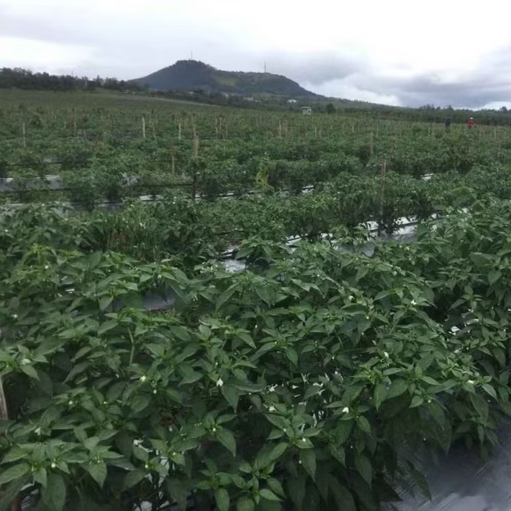 'Nợ 36.000 tỷ đồng đáng sợ thật, nhưng không đáng sợ bằng mất một chữ tín' - Ảnh 4.