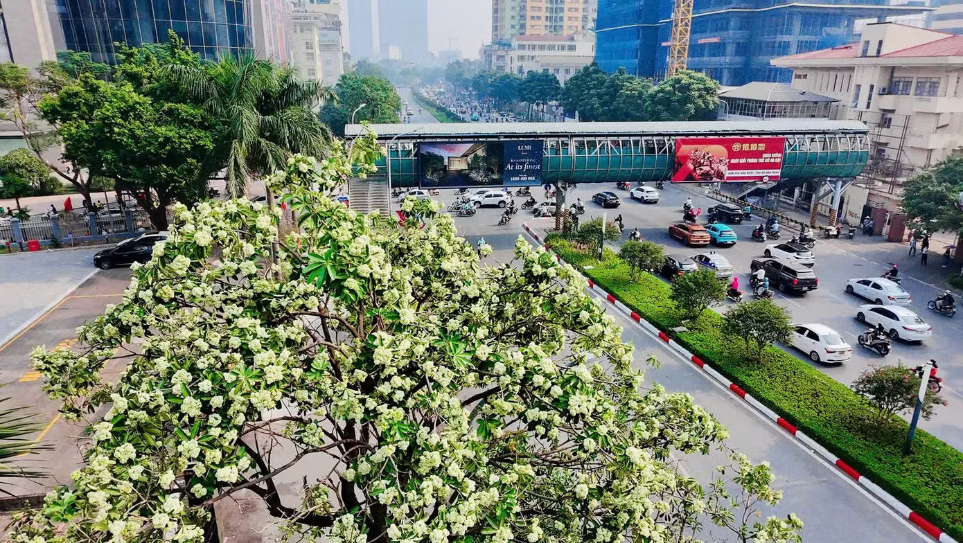 Hà Nội tính thay thế dần những nơi trồng hoa sữa quá dày - Ảnh 1.