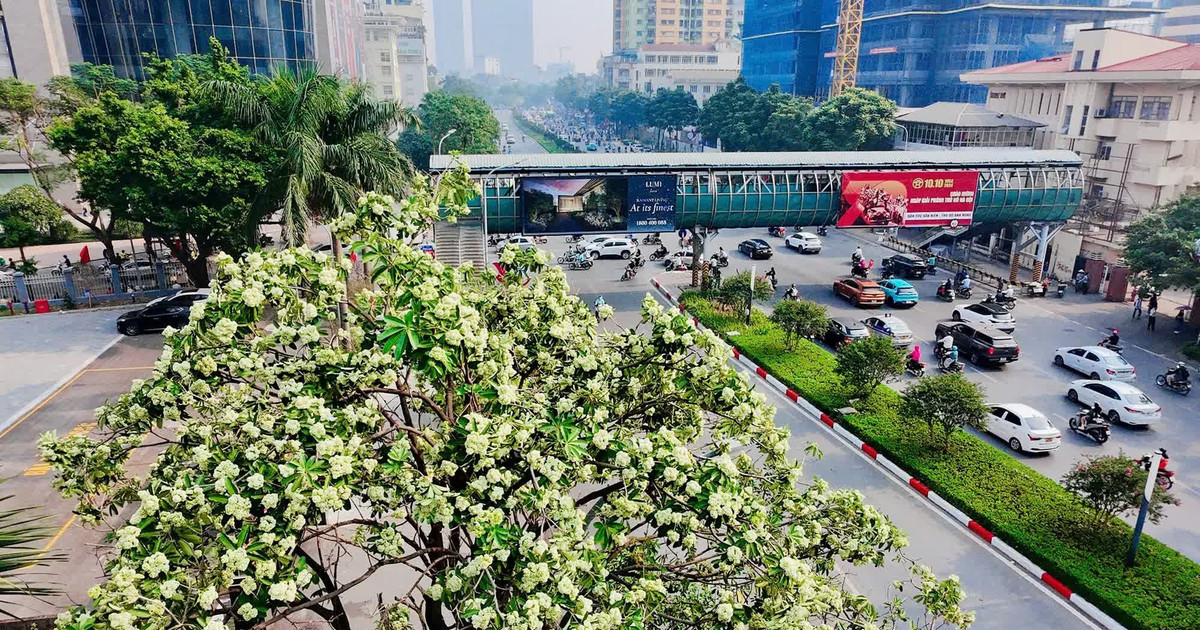 Hà Nội tính thay thế dần những nơi trồng hoa sữa quá dày