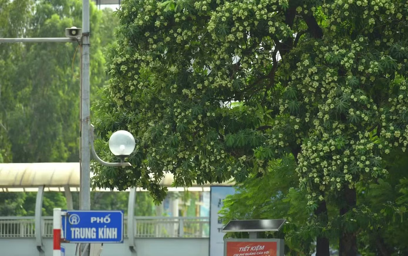Hà Nội nghiên cứu cắt tỉa chùm hoa và di chuyển bớt cây hoa sữa tại các điểm quá dày để giảm bớt nồng độ mùi hương - Ảnh: Trọng Tài. Hà Nội yêu cầu cắt tỉa ngay hoa sữa vì mùi quá nồng - Ảnh 1.