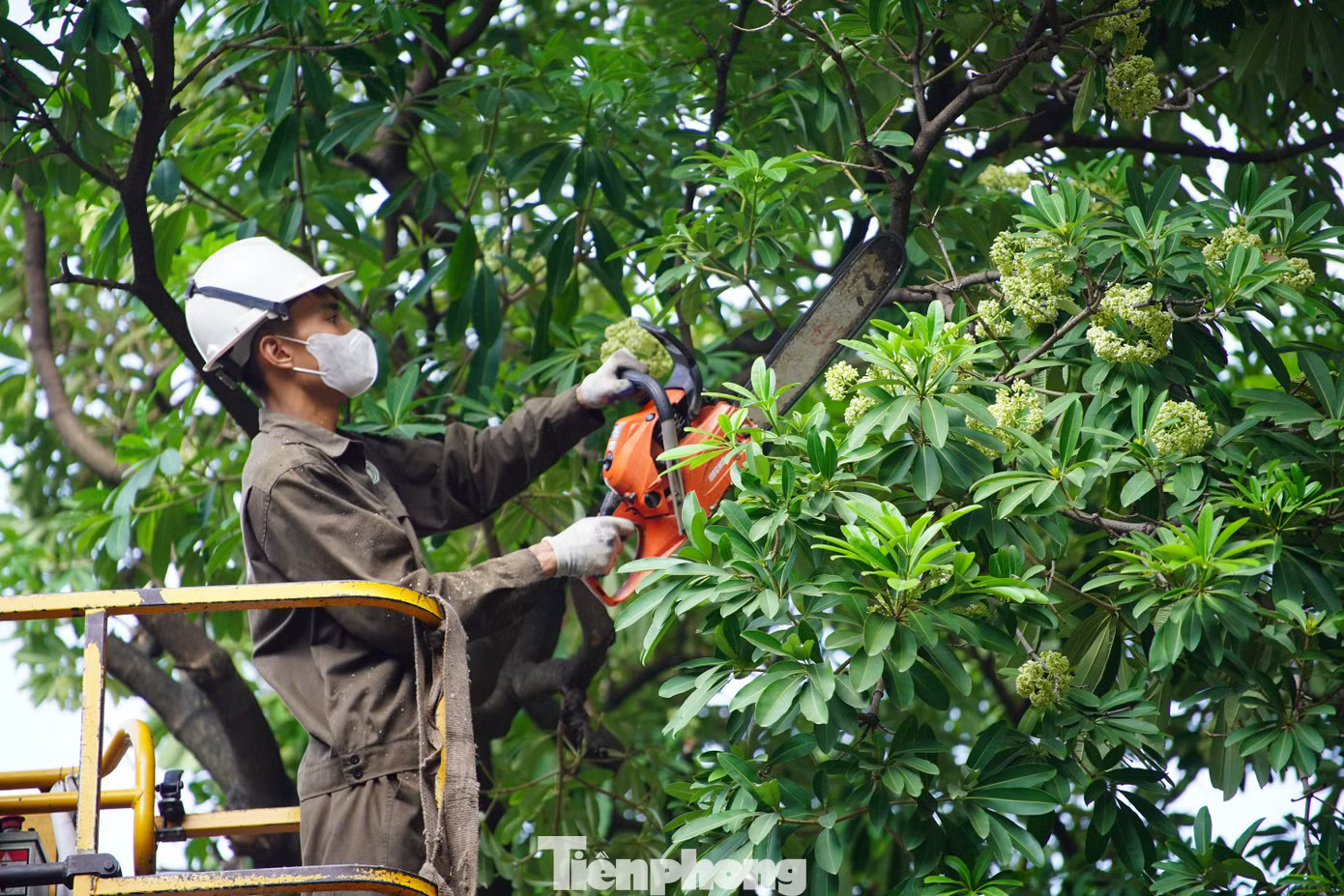 Hà Nội sẽ thay thế hoa sữa phố Nguyễn Du bằng cây sao đen - Ảnh 2.