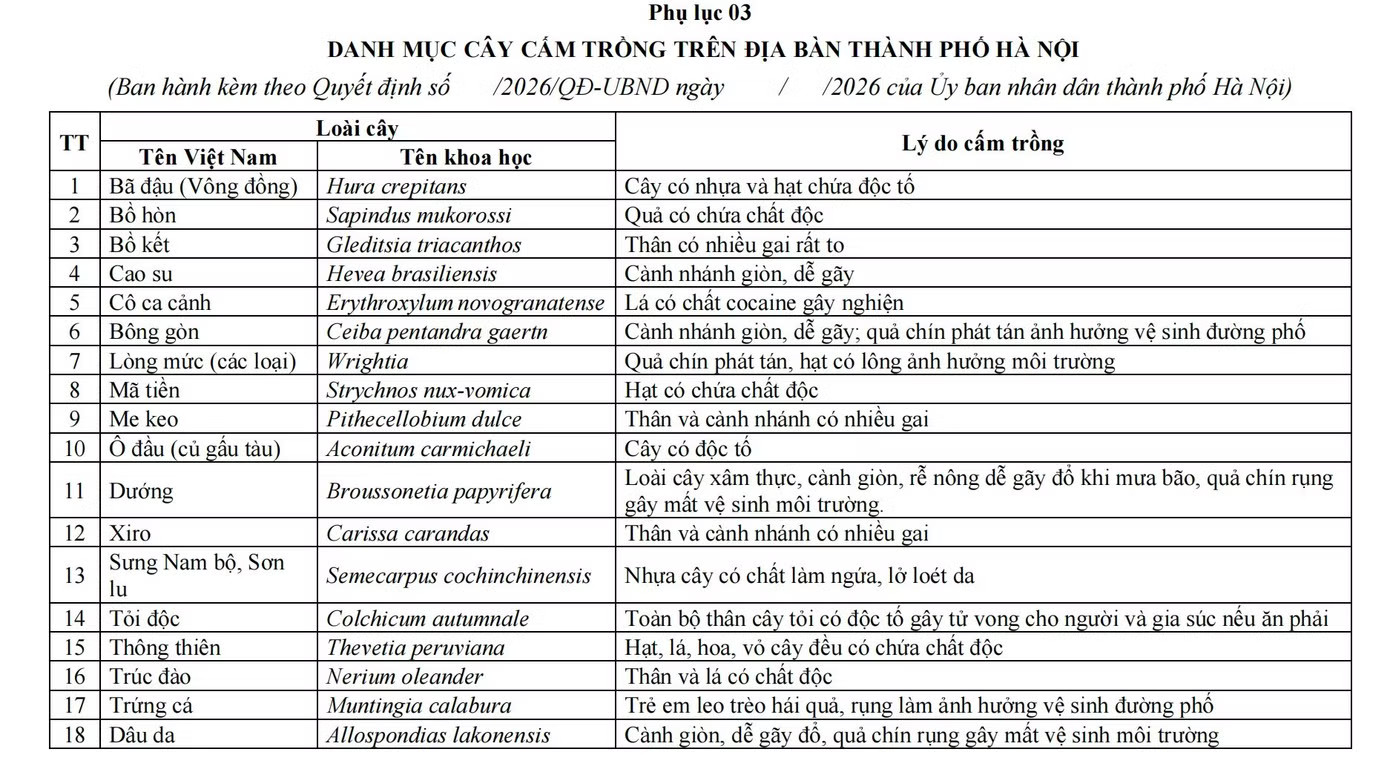 Hà Nội ban hành danh mục quản lý cây xanh: Không còn cây hoa sữa - Ảnh 2.