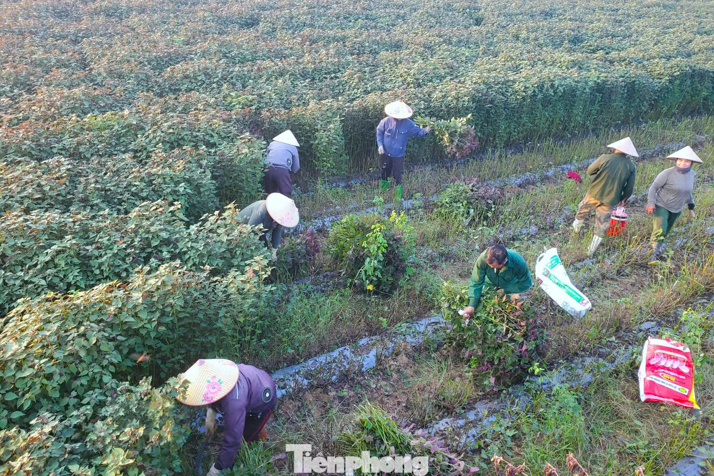 Thu hoạch tía tô. Tía tô có giá trị gì mà nông dân tính thu tiền tỷ? - Ảnh 5.