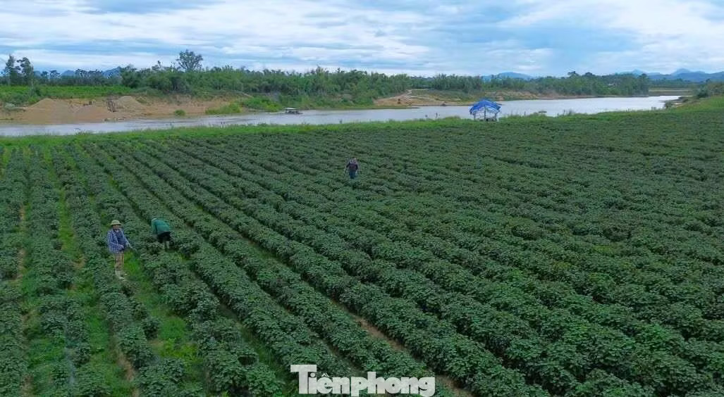 Cánh đồng tía tô bên dòng sông Con. Tía tô có giá trị gì mà nông dân tính thu tiền tỷ? - Ảnh 1.
