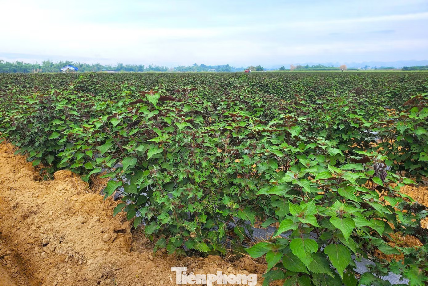 Cây tía tô được trồng tập trung tại xã Nghĩa Đồng, Nghệ An. Tía tô có giá trị gì mà nông dân tính thu tiền tỷ? - Ảnh 3.