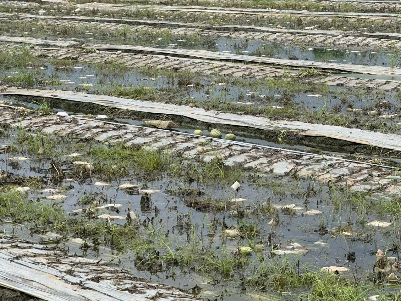 Hở cống ngăn triều 'xóa sổ' vụ dưa hấu của cả ấp - Ảnh 2.