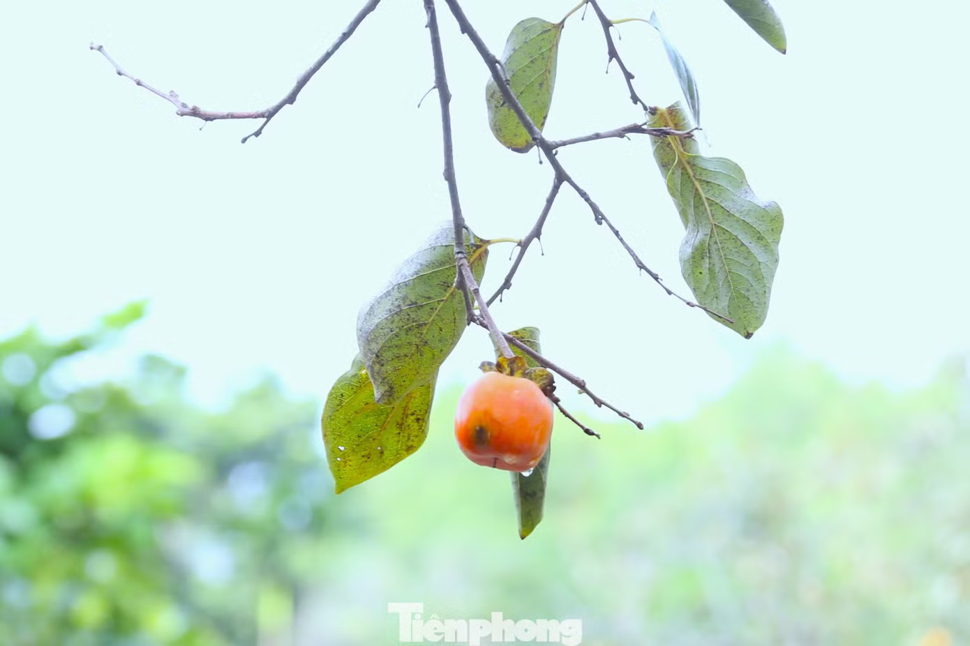 Thủ phủ hồng Nghệ An mất mùa - Ảnh 6.