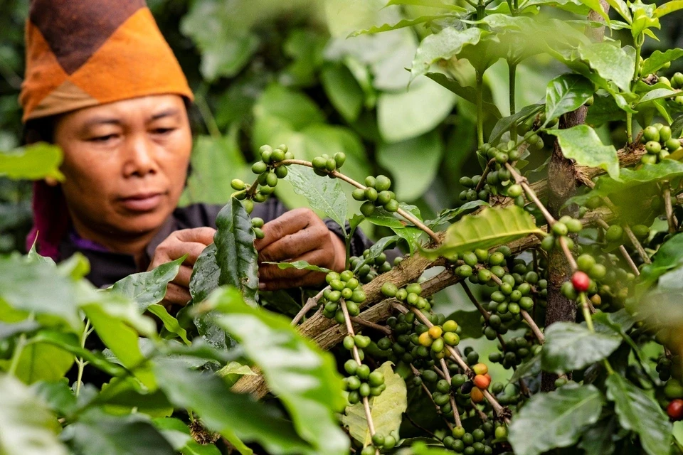 nhung-vung-trong-ca-phe-arabica-noi-tieng-cua-viet-namdocx-1615095783169.webp