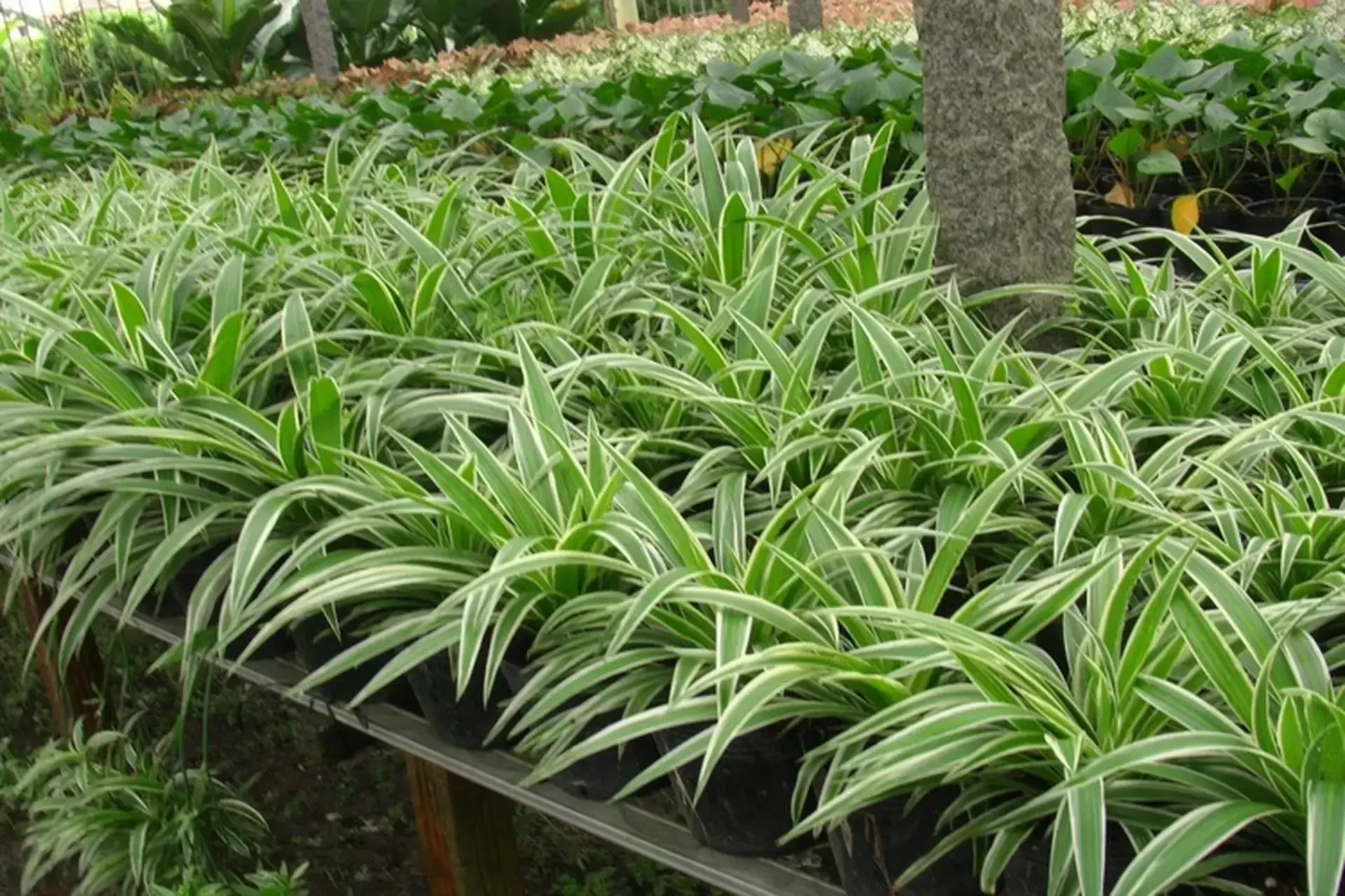 Cỏ lan chi: Loài cây cảnh thanh lọc không khí, biểu tượng của sự sinh sôi