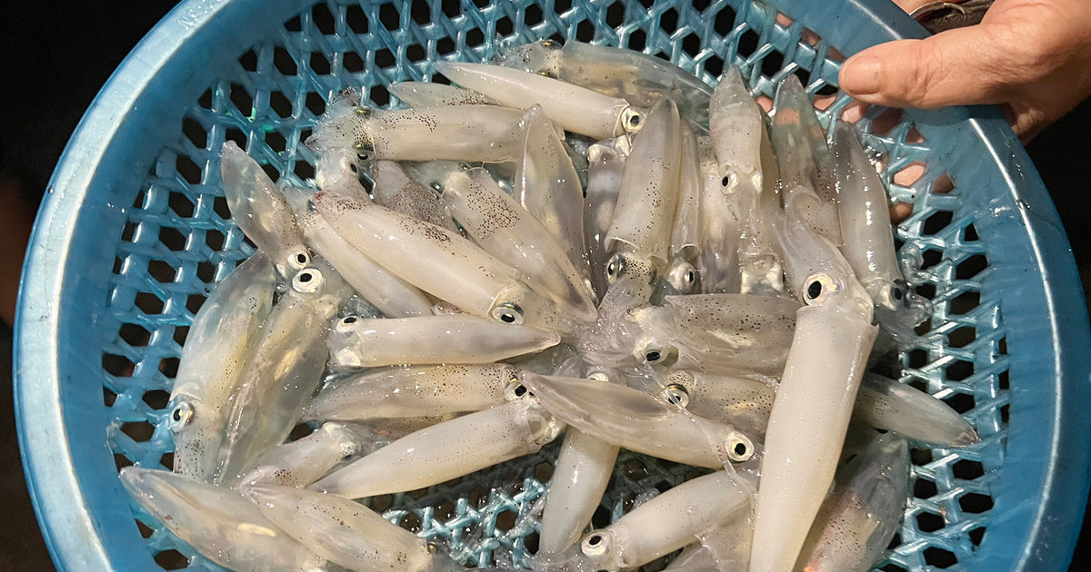 Phiên chợ đặc biệt họp ban đêm bán con ‘nháy nháy’