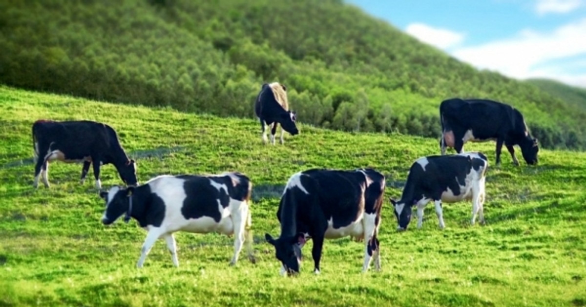 Mộc Châu Milk (MCM) được chấp thuận niêm yết 110 triệu cổ phiếu trên HoSE