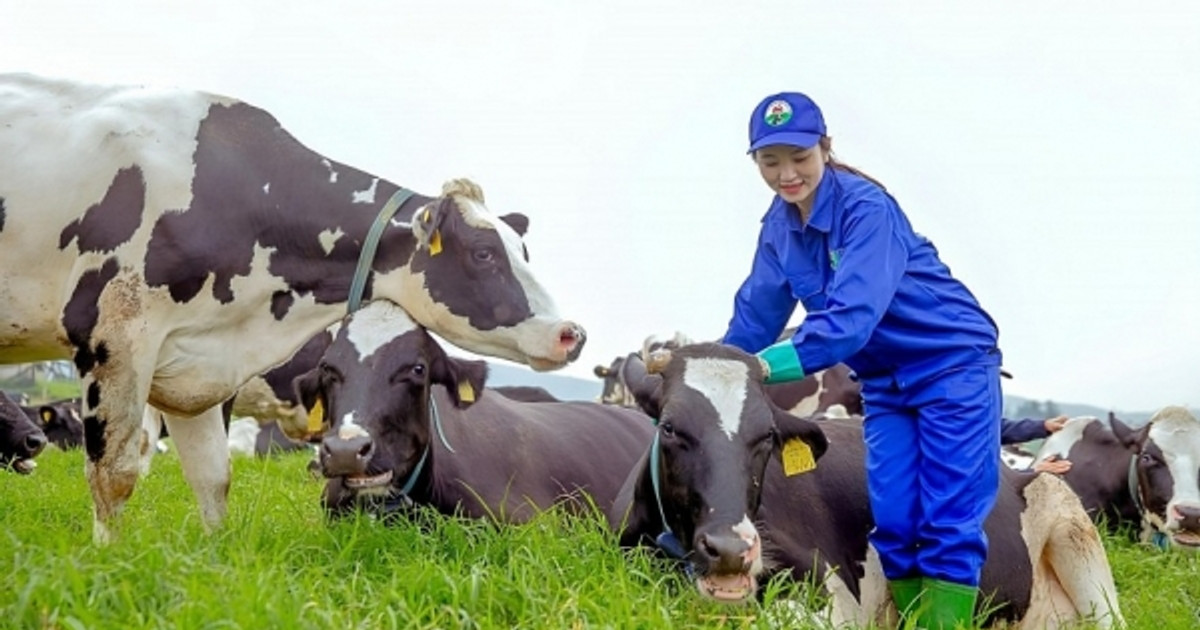 Mộc Châu Milk (MCM) sẽ chào sàn HoSE trong tháng 6 với giá 42.800 đồng/cp