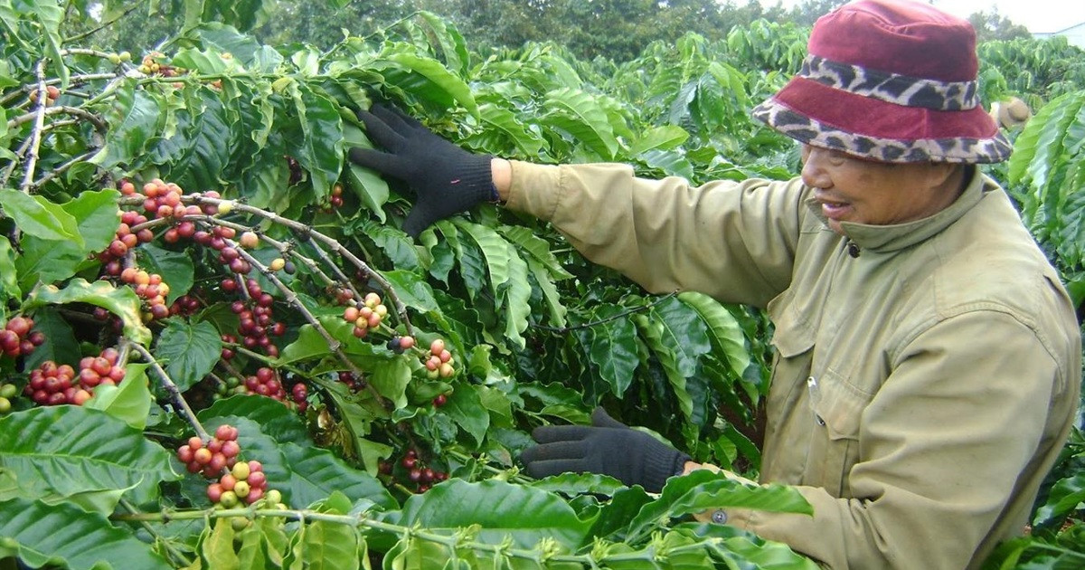 Giá Cà Phê Hôm Nay 28 9 Arabica Cao Nhất 13 Năm Robusta Liên Tục Lập đỉnh