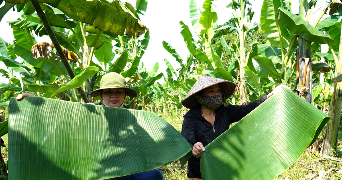 Trồng chuối đuổi rác