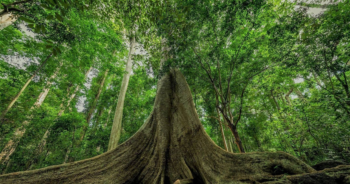 Việt Nam c&oacute; c&acirc;y khổng lồ tuổi đời hơn 400 năm, 20 người mới &ocirc;m hết v&ograve;ng  th&acirc;n, được mệnh danh l&agrave; 'thằn lằn sấm'