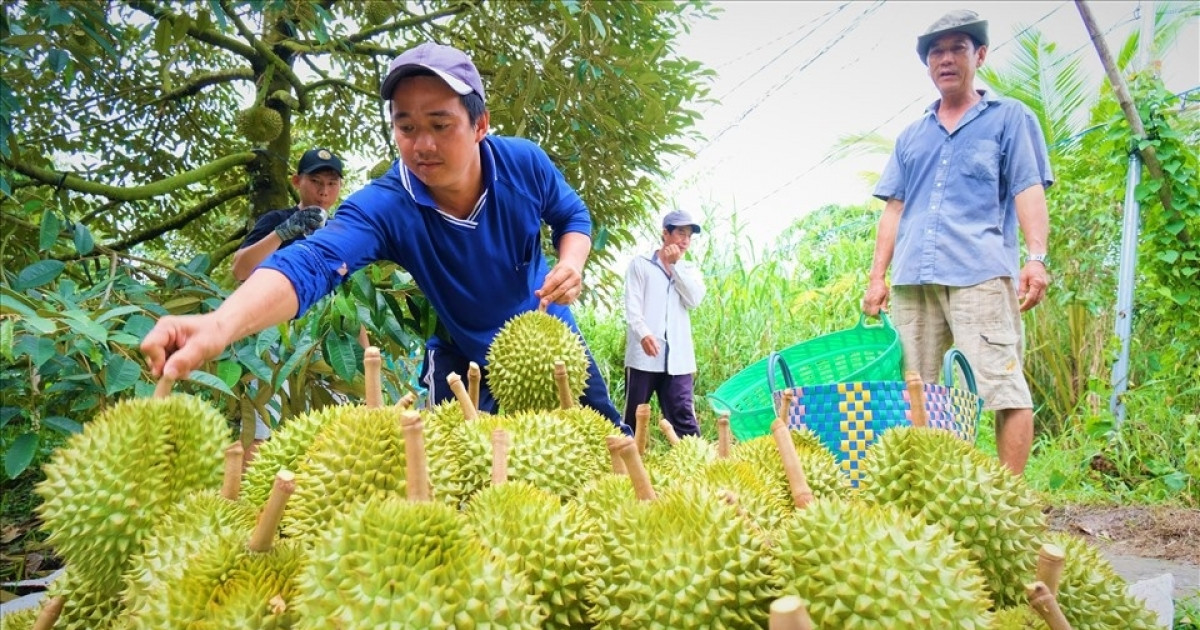 Cổ phiếu doanh nghiệp xuất khẩu sầu riêng bất ngờ tăng trần